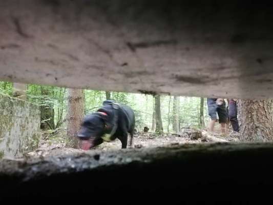 Rhodesian Ridgeback-Beitrag-Bild