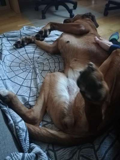 Rhodesian Ridgeback-Beitrag-Bild