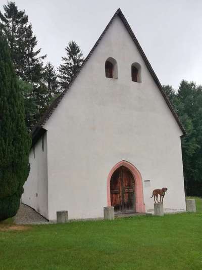 Rhodesian Ridgeback-Beitrag-Bild