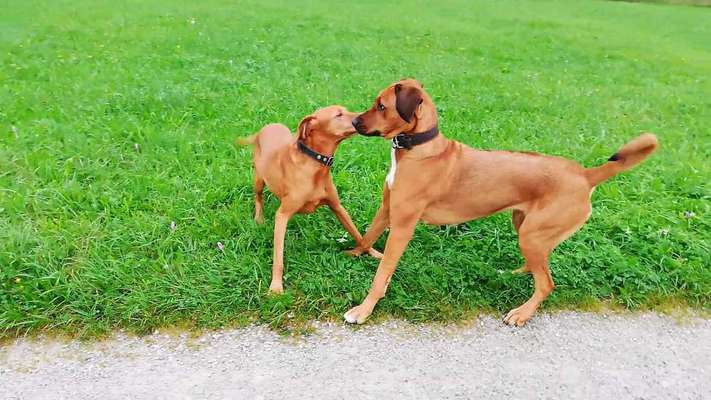 Rhodesian Ridgeback-Beitrag-Bild