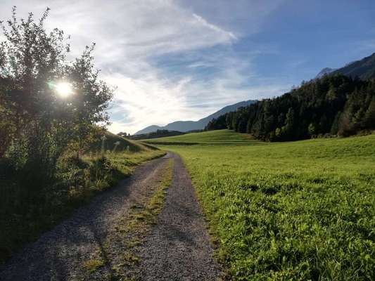 Rhodesian Ridgeback-Beitrag-Bild