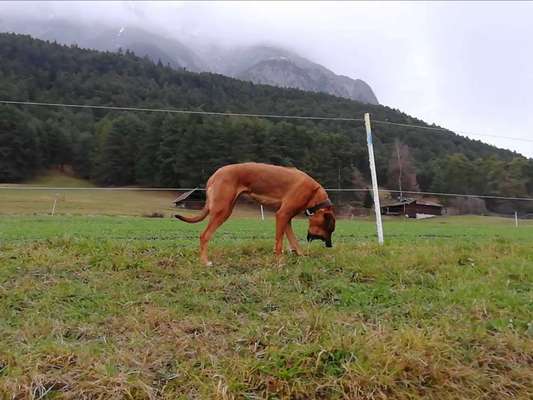 Rhodesian Ridgeback-Beitrag-Bild