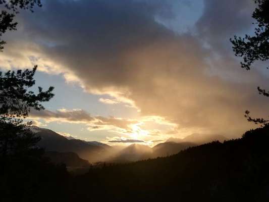 Rhodesian Ridgeback-Beitrag-Bild