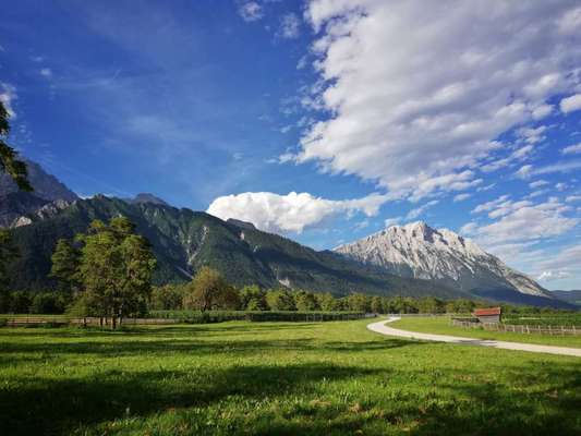 Rhodesian Ridgeback-Beitrag-Bild