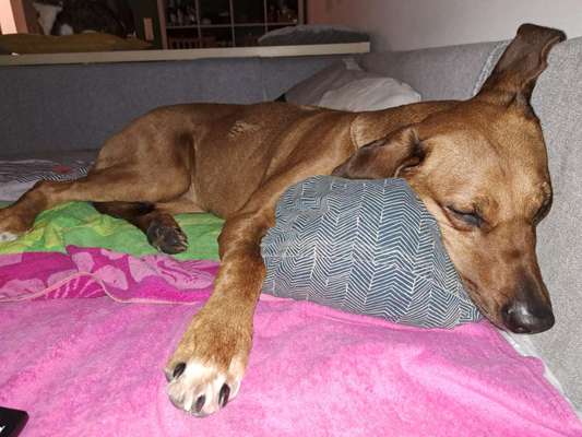 Rhodesian Ridgeback-Beitrag-Bild