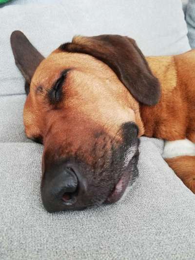 Rhodesian Ridgeback-Beitrag-Bild