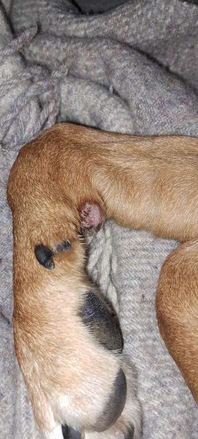 Rhodesian Ridgeback-Beitrag-Bild