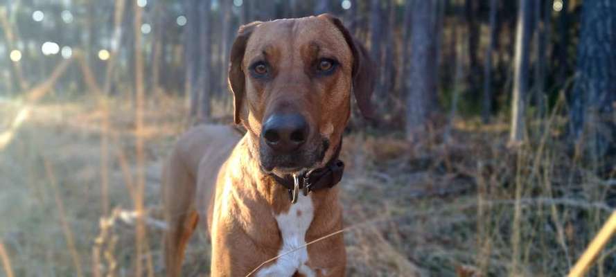 Rhodesian Ridgeback-Beitrag-Bild