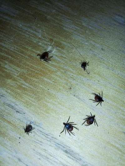 Rhodesian Ridgeback-Beitrag-Bild