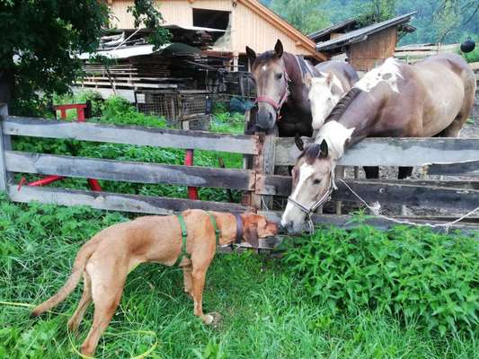 Rhodesian Ridgeback-Beitrag-Bild