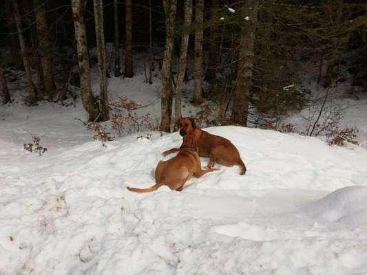 Rhodesian Ridgeback-Beitrag-Bild