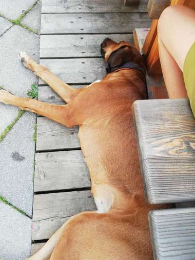 Rhodesian Ridgeback-Beitrag-Bild