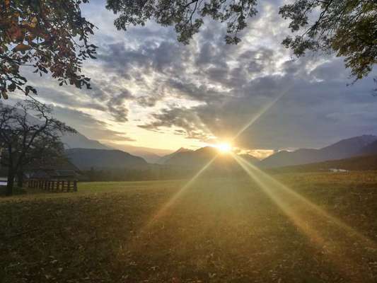 Rhodesian Ridgeback-Beitrag-Bild