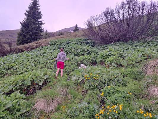 Rhodesian Ridgeback-Beitrag-Bild