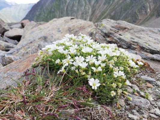 Rhodesian Ridgeback-Beitrag-Bild