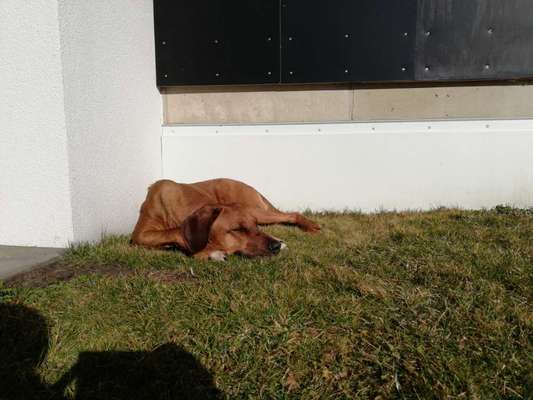 Rhodesian Ridgeback-Beitrag-Bild