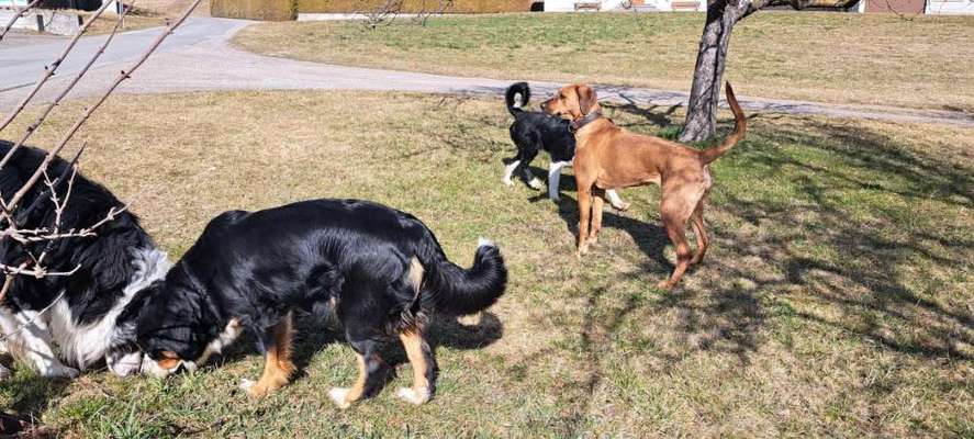 Rhodesian Ridgeback-Beitrag-Bild