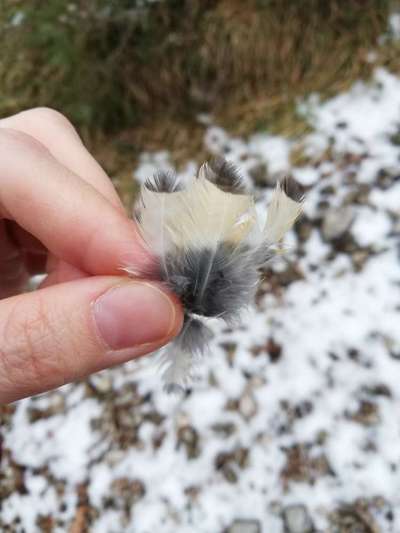 Rhodesian Ridgeback-Beitrag-Bild