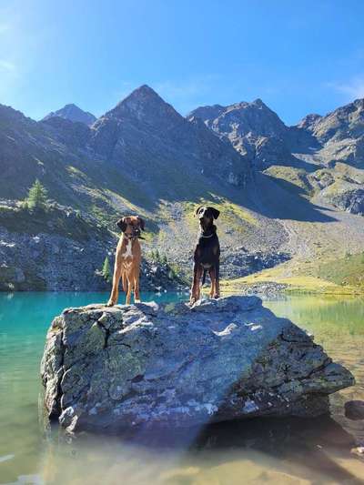 Rhodesian Ridgeback-Beitrag-Bild