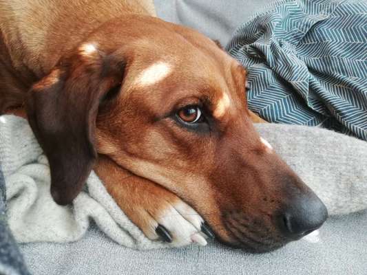 Rhodesian Ridgeback-Beitrag-Bild
