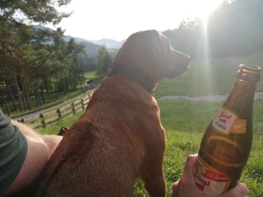 Rhodesian Ridgeback-Beitrag-Bild