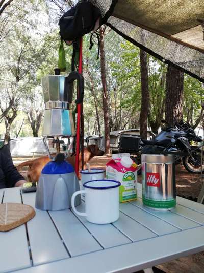 Rhodesian Ridgeback-Beitrag-Bild