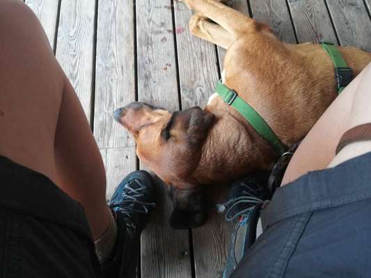 Rhodesian Ridgeback-Beitrag-Bild