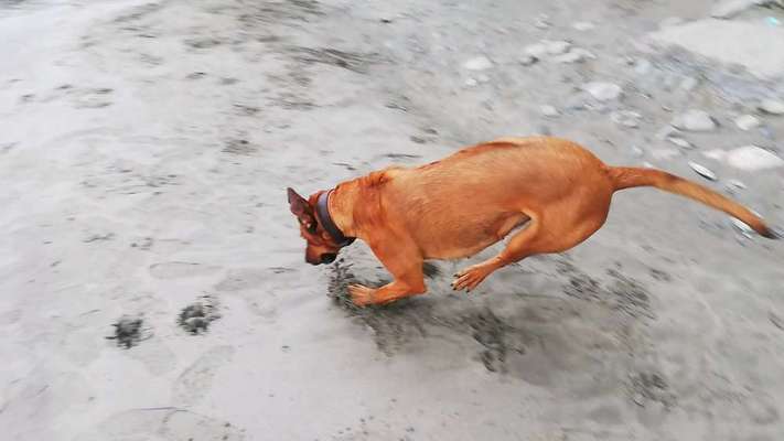 Rhodesian Ridgeback-Beitrag-Bild
