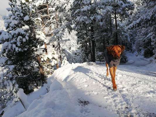 Rhodesian Ridgeback-Beitrag-Bild