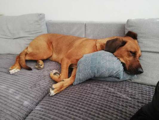 Rhodesian Ridgeback-Beitrag-Bild