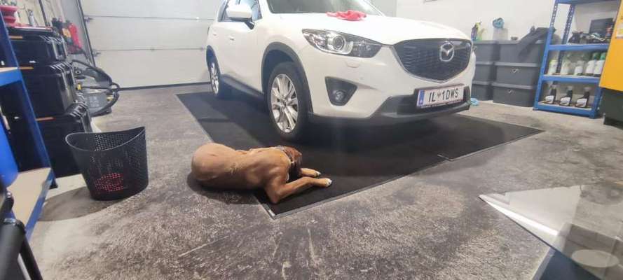 Rhodesian Ridgeback-Beitrag-Bild