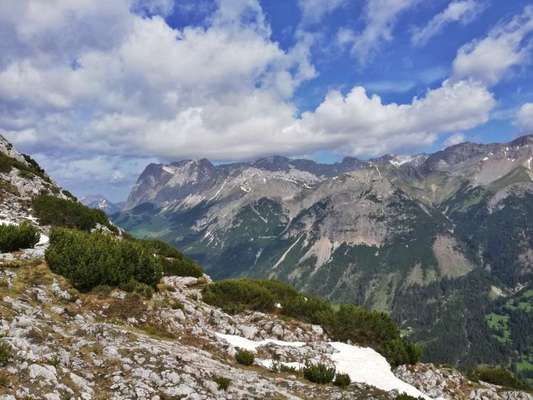 Rhodesian Ridgeback-Beitrag-Bild