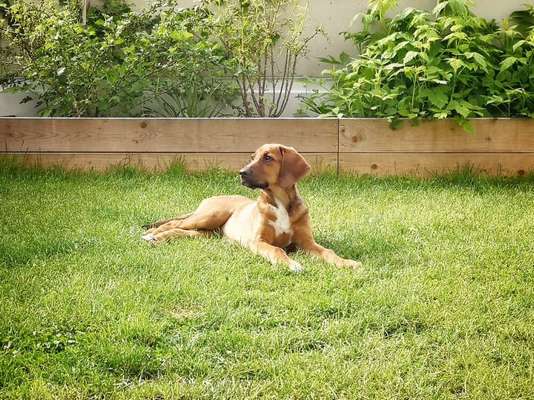 Rhodesian Ridgeback-Beitrag-Bild