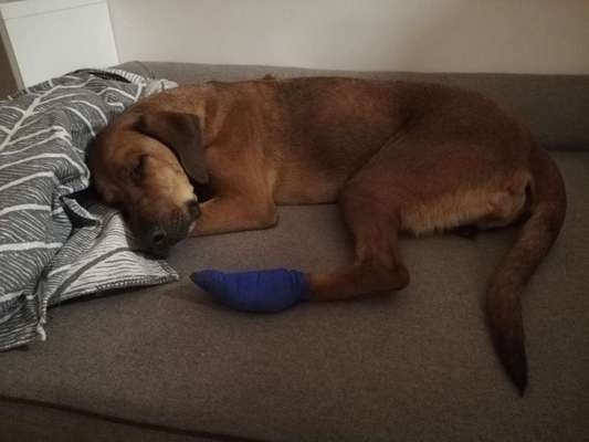 Rhodesian Ridgeback-Beitrag-Bild