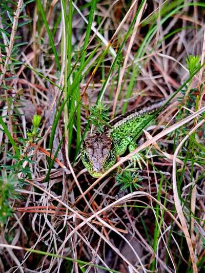 Rhodesian Ridgeback-Beitrag-Bild