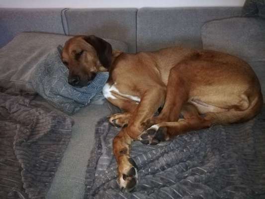 Rhodesian Ridgeback-Beitrag-Bild