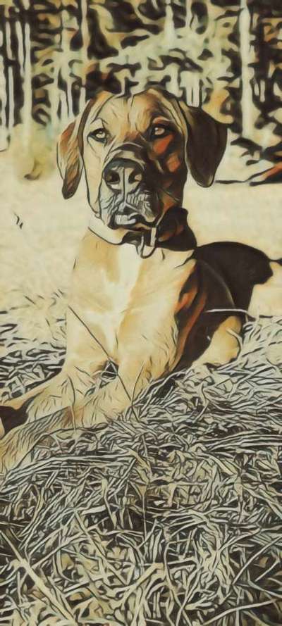 Rhodesian Ridgeback-Beitrag-Bild