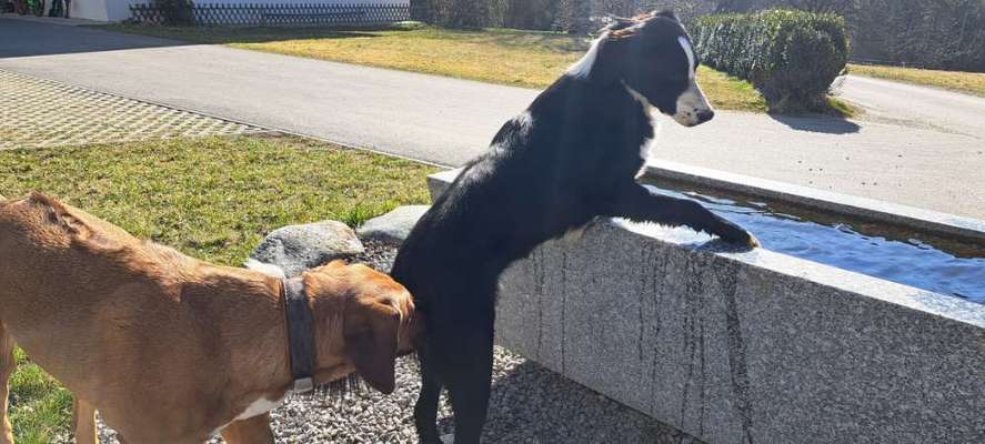 Rhodesian Ridgeback-Beitrag-Bild