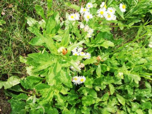 Rhodesian Ridgeback-Beitrag-Bild