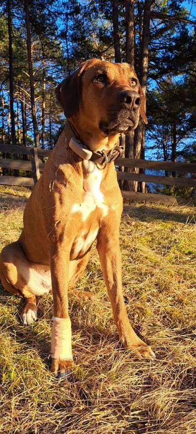 Rhodesian Ridgeback-Beitrag-Bild