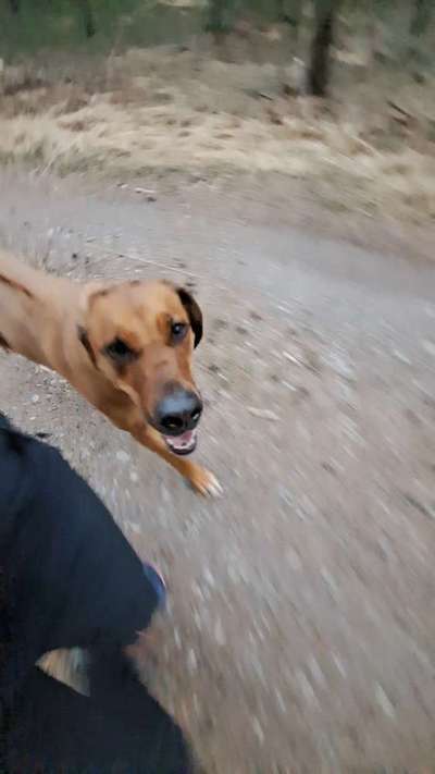 Rhodesian Ridgeback-Beitrag-Bild