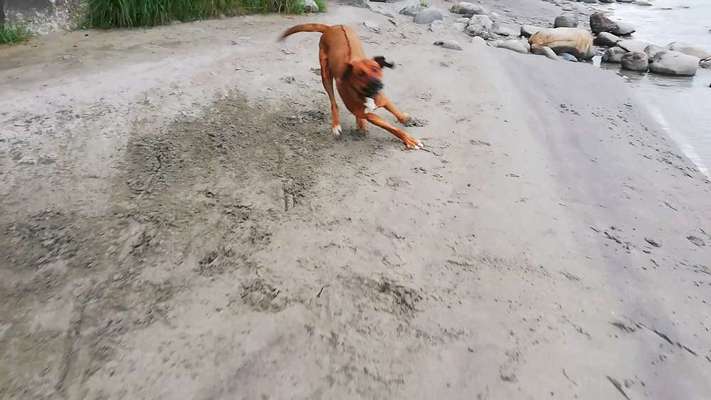 Rhodesian Ridgeback-Beitrag-Bild