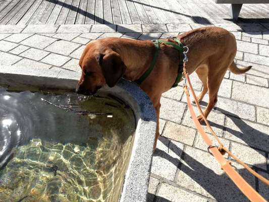 Ridgeback Ausstattung-Beitrag-Bild