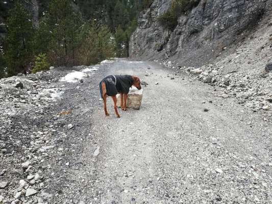 Rhodesian Ridgeback-Beitrag-Bild