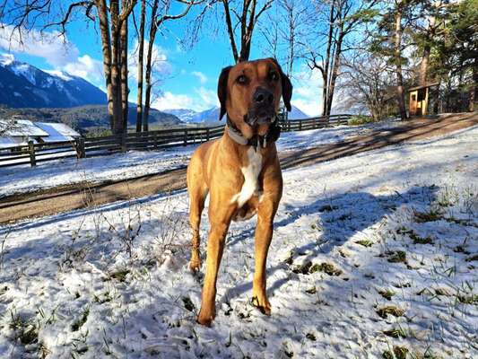 Rhodesian Ridgeback-Beitrag-Bild