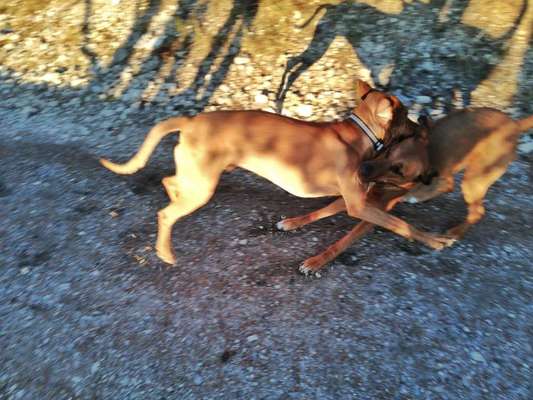 Rhodesian Ridgeback-Beitrag-Bild