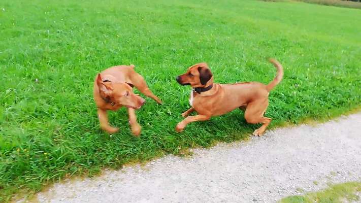 Rhodesian Ridgeback-Beitrag-Bild
