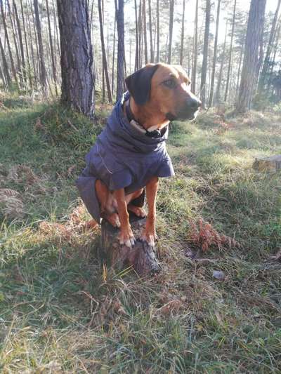 Rhodesian Ridgeback-Beitrag-Bild