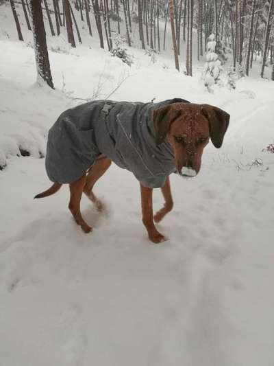Rhodesian Ridgeback-Beitrag-Bild
