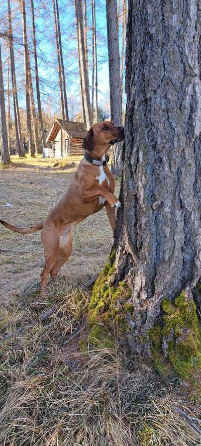 Rhodesian Ridgeback-Beitrag-Bild